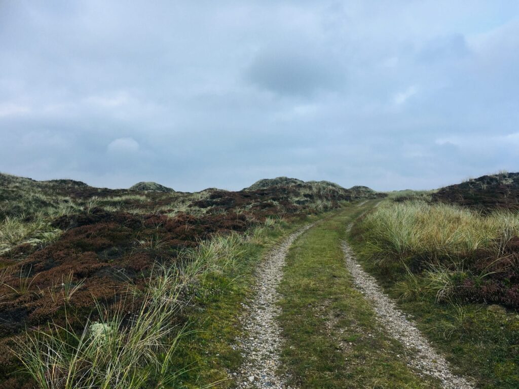 Markvej midt i klitterne med lyng til begge sider