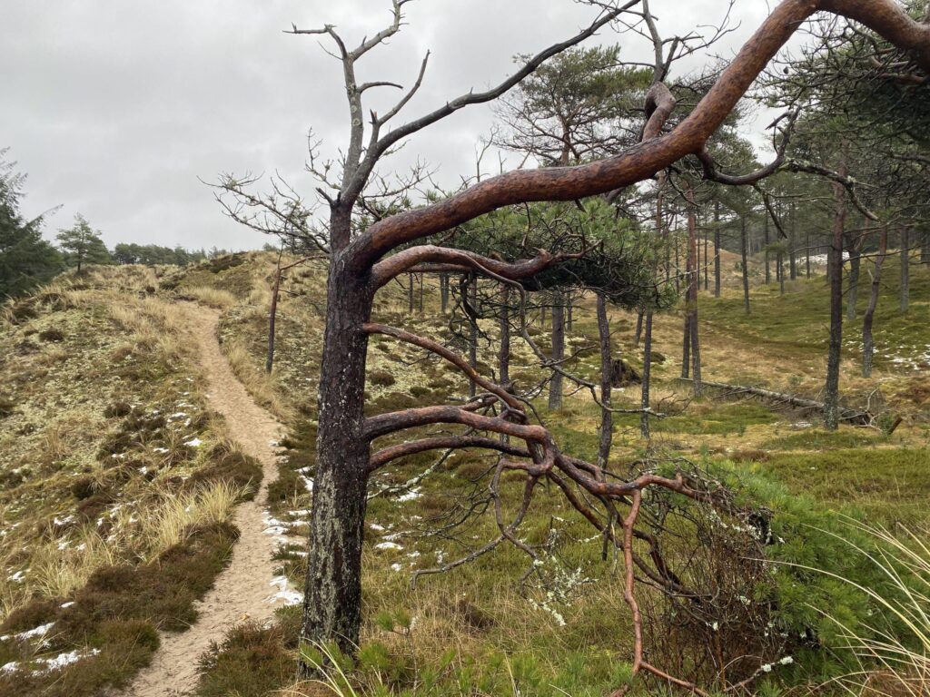 Træ med krogede grene med en vandresti i baggrunden