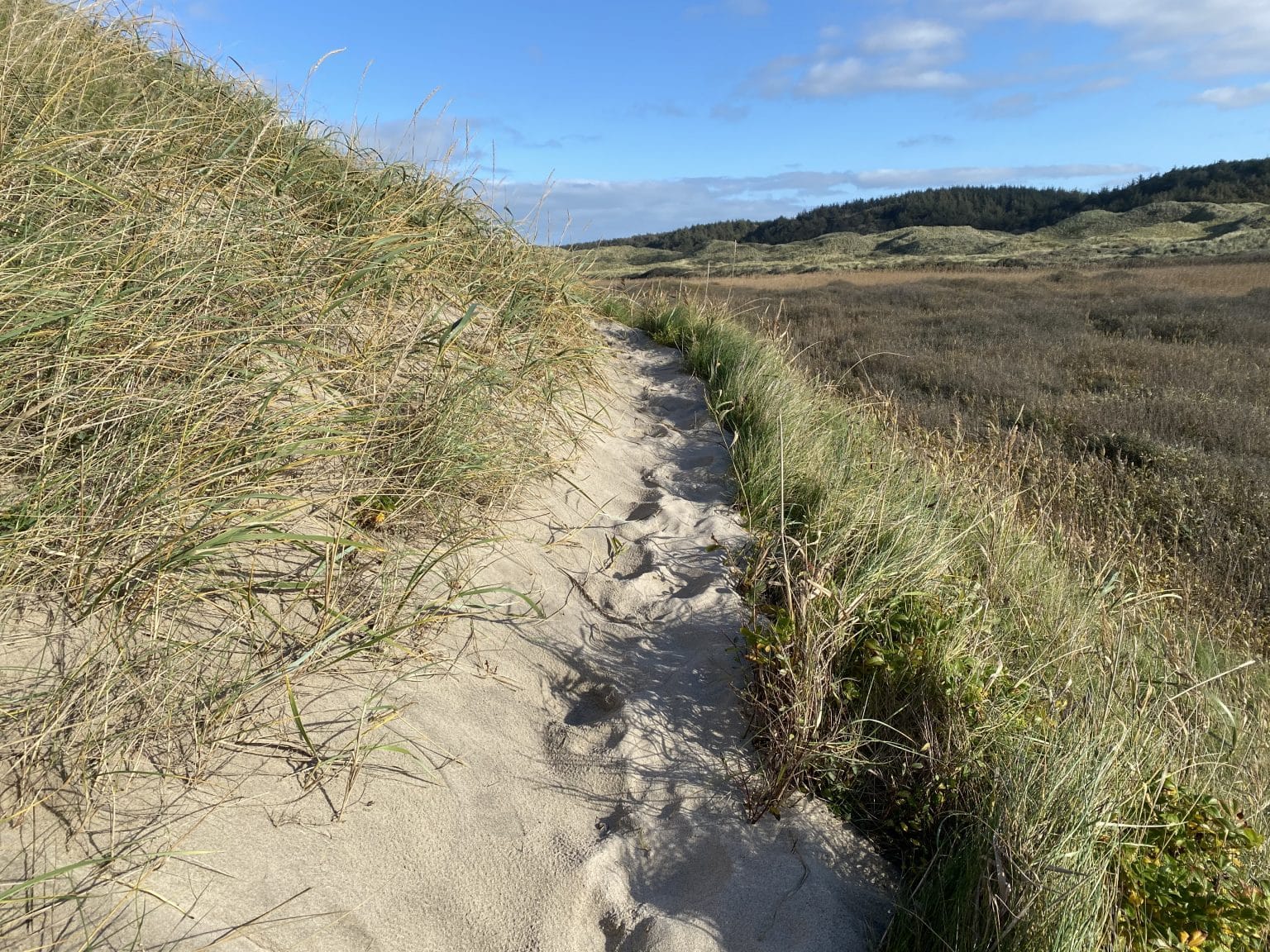 Vandresti langs klitterne ved Tornby Strand