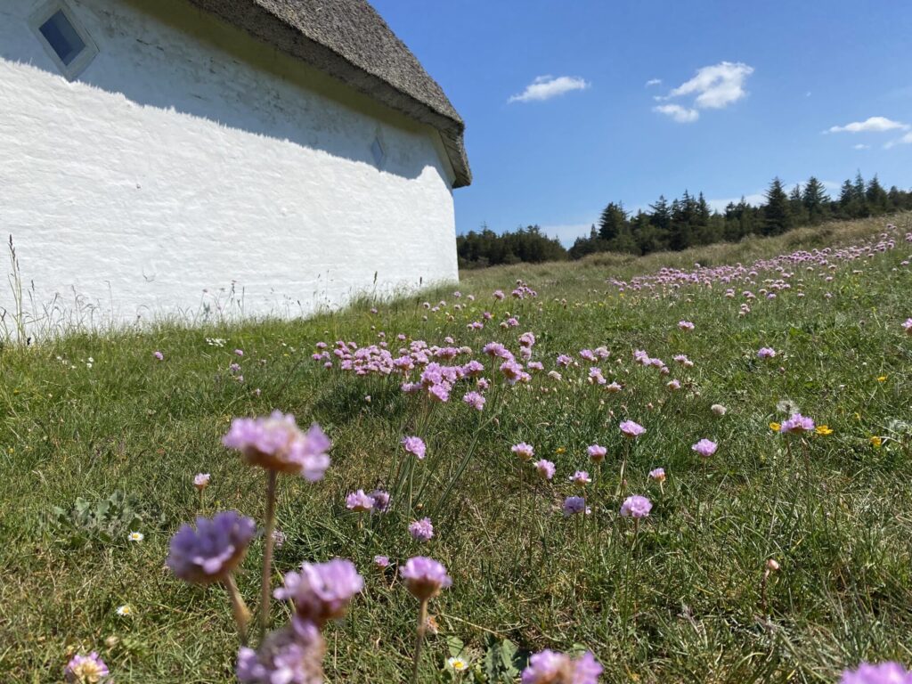 Små lilla blomster ved stokmøllen