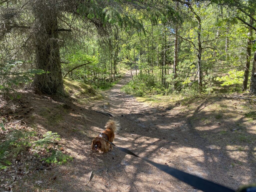 Lille brun hund på vej gennem Tversted Plantage