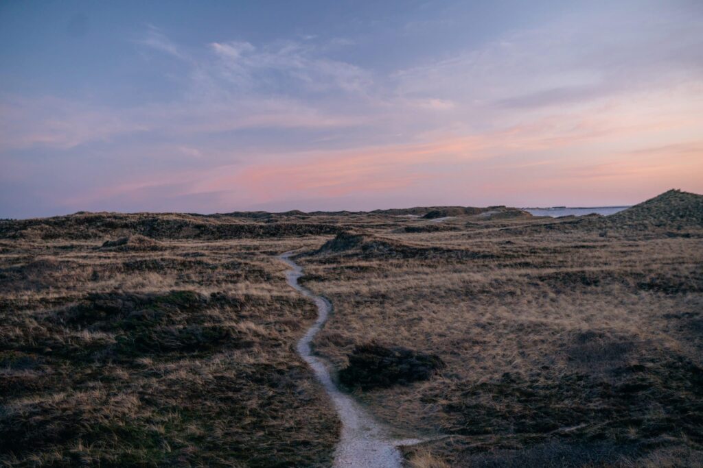 Klitheden i Nationalpark Thy i solnedgangens varme lys