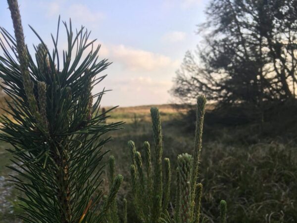 Grankviste under blå himmel