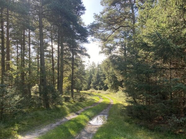 Smukt efterårslys på skovstien