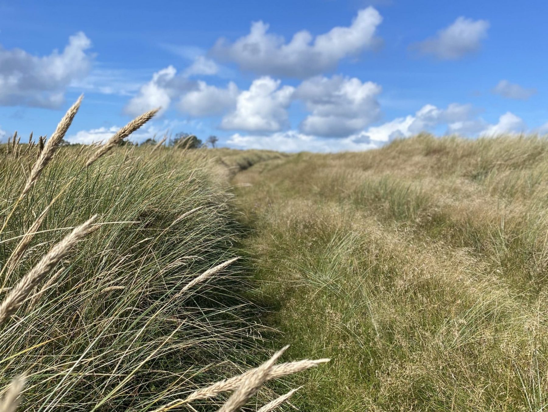 Blå himmel og klithede