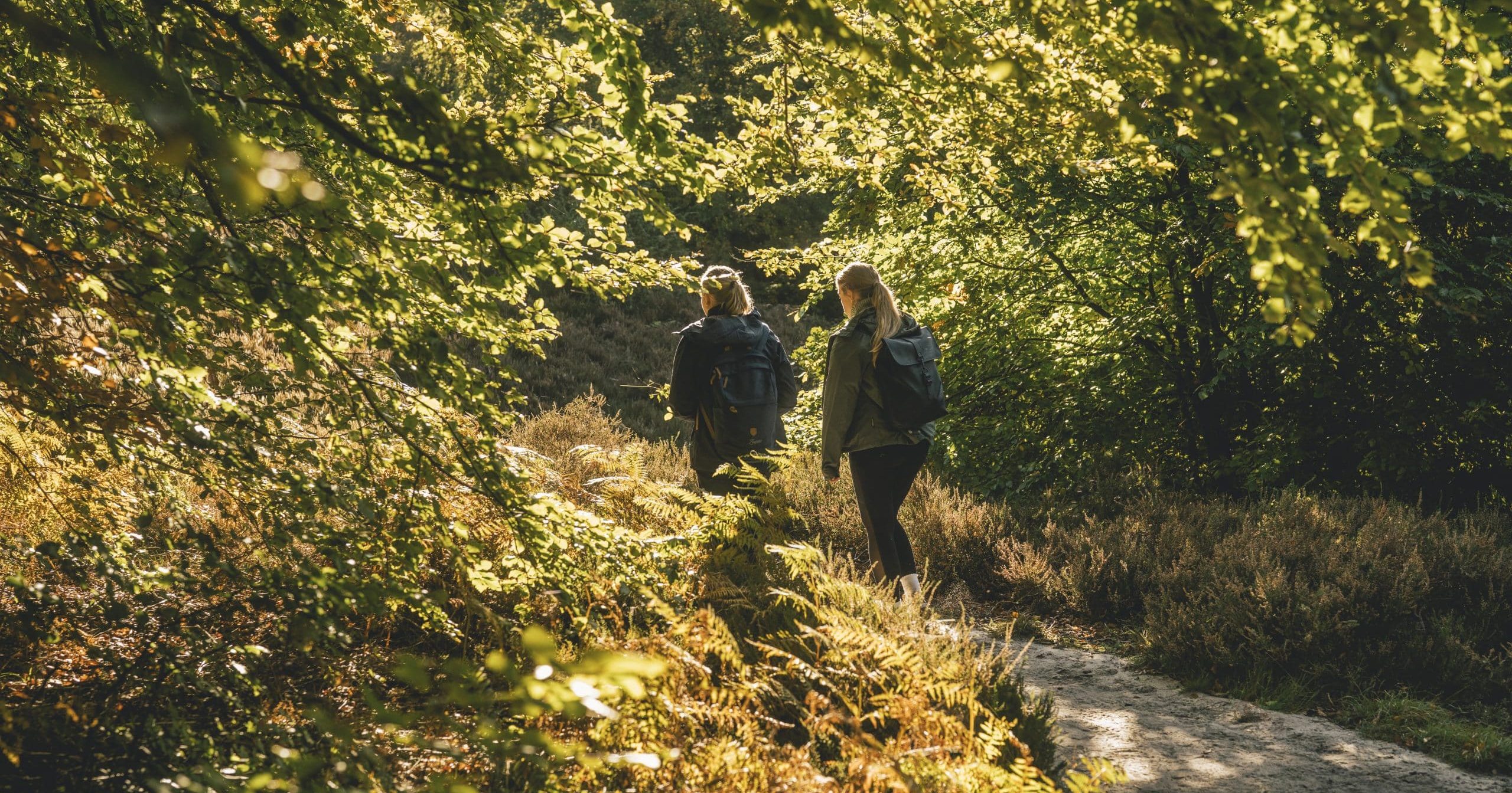 Vandring i Rold Skov