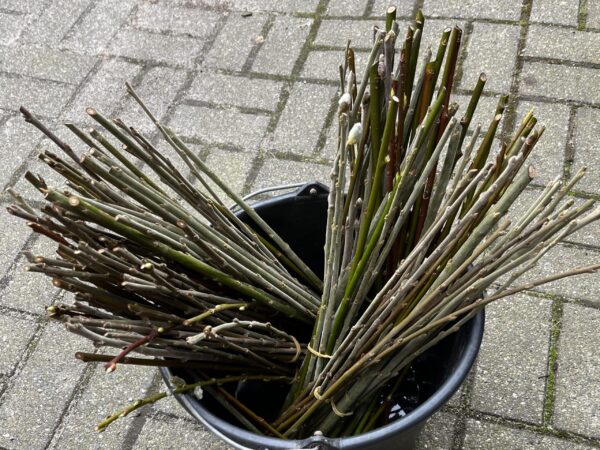 Pileskud i spand
