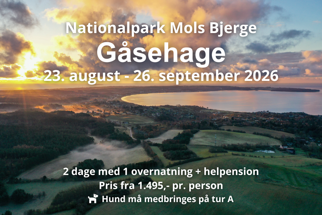 Strand på Syddjurs i Nationalpark Mols Bjerge infomationstekst over billedet beskriver de tilgængelige datoer for vandreferier i området i 2026