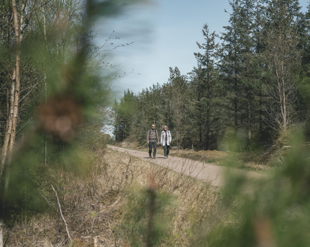 Par vandrer igennem Nystrup Plantage i Nationalpark Thy