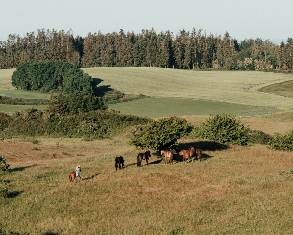 Heste i åbent landskab i Nationalpark Mols Bjerge
