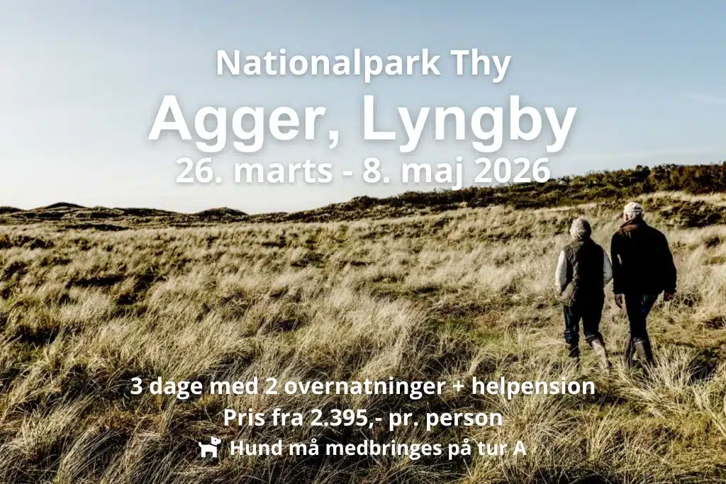 To personer vandrer gennem klitheden i Nationalpark Thy infomationstekst over billedet beskriver de tilgængelige datoer for vandreferier i området i 2026