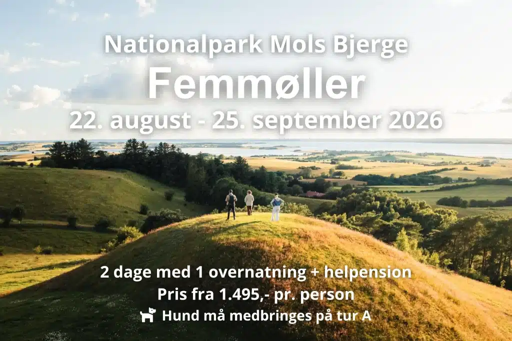 Tre personer står på toppen af Trehøje i Nationalpark Mols Bjerge og nyder udsigten informationstekst over billedet beskriver de tilgængelige datoer for vandreferier i området i 2026