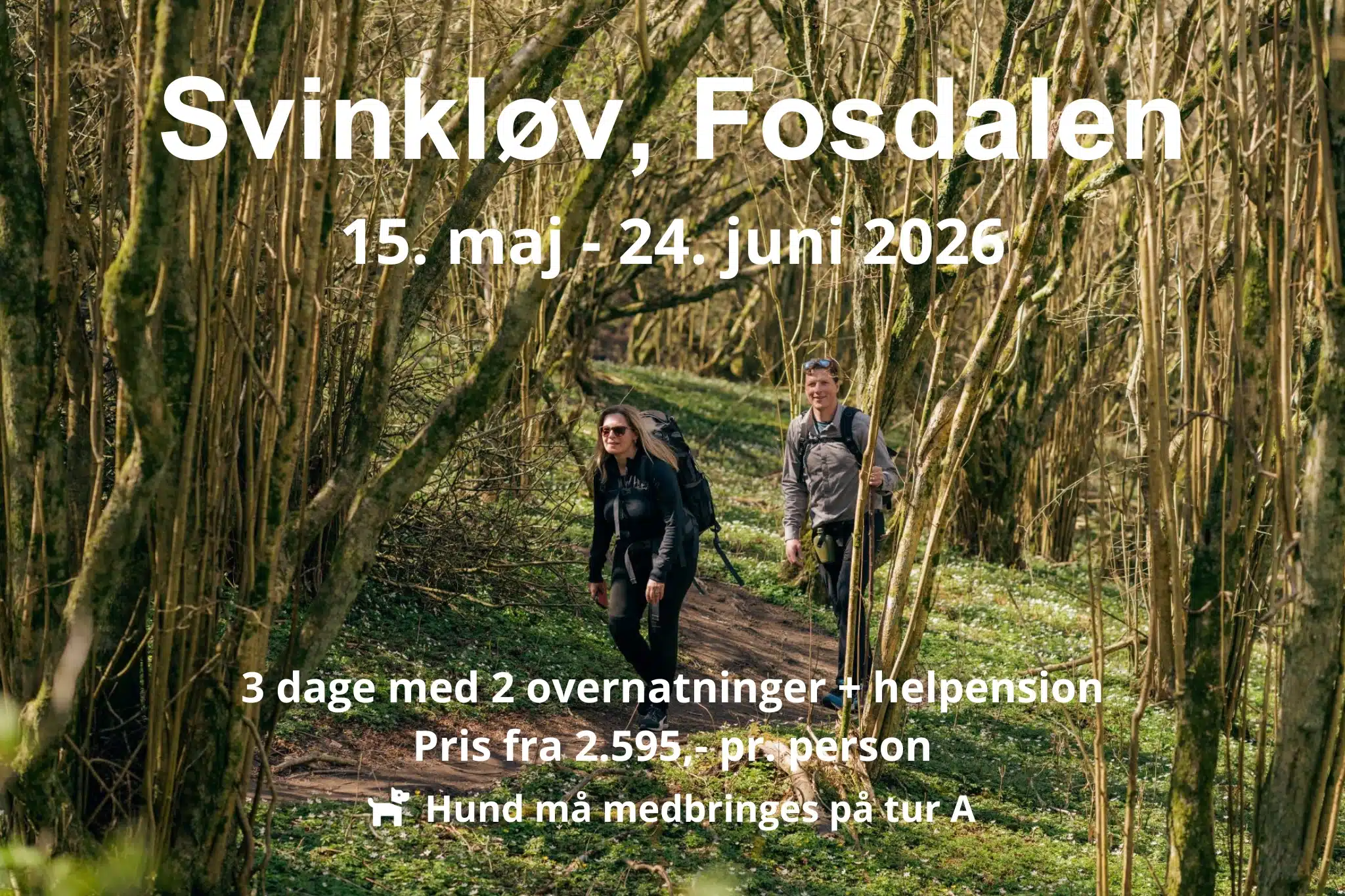 Et par vandrer mellem træerne i Fosdalen infomationstekst over billedet beskriver de tilgængelige datoer for vandreferier i området i 2026
