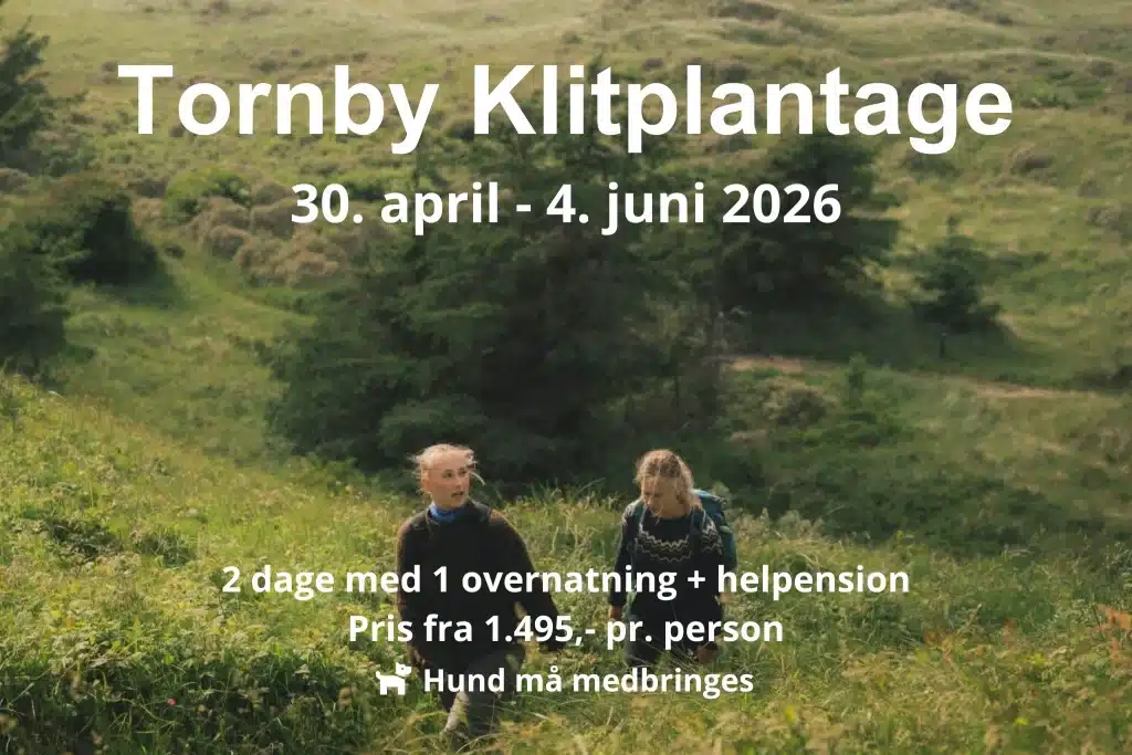 To kvinder bevæger sig gennem det høje græs i morænelandskabet i Tornby Klitplantage infomationstekst over billedet beskriver de tilgængelige datoer for vandreferier i området i 2026