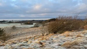 Smukt vinterlandskab i Nationalpark Mols Bjerge med frost i det lange græs og lyset fra den blege vintersol