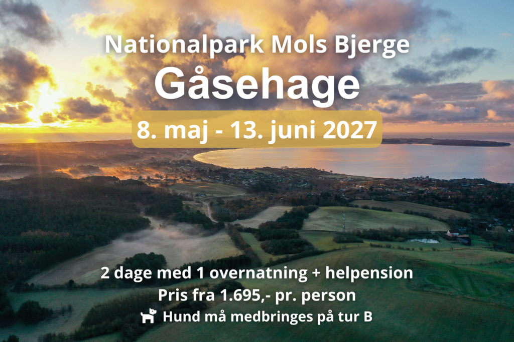 Luftfoto af kysten ved Gåsehage ruten i Mols Bjerge