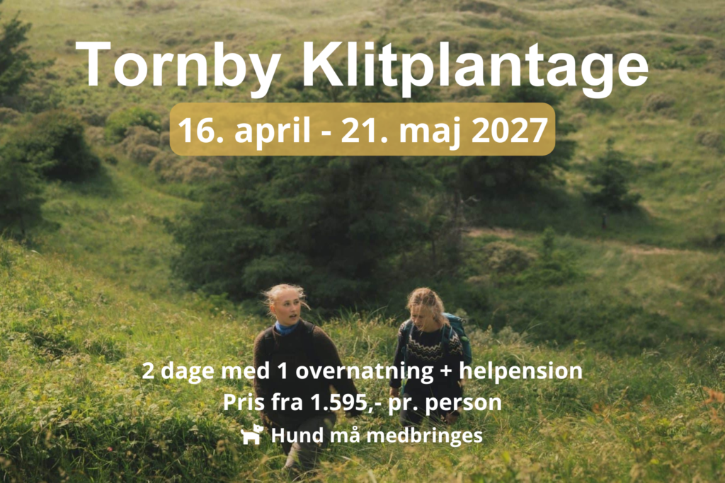 To kvinder vandrer op ad bakken i Tornby Klitplantage