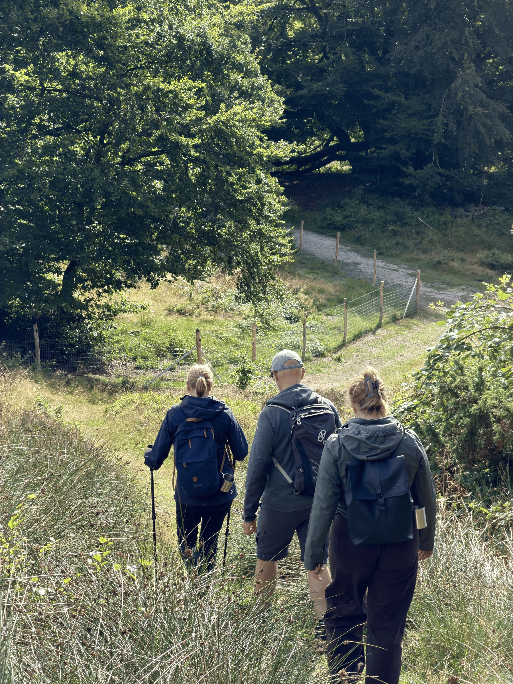 Tre venner på vandretur i Rold Skov